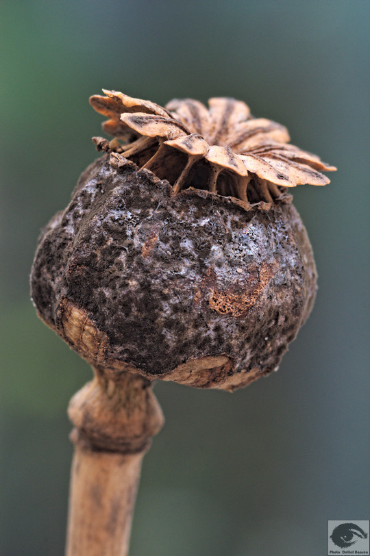  MG 3962 welke Blumen